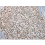Immunohistochemistry - KCNH6 Antibody from Signalway Antibody (40058) - Antibodies.com