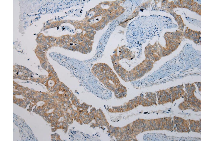 Immunohistochemistry - KCNH6 Antibody from Signalway Antibody (40058) - Antibodies.com