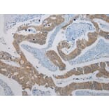 Immunohistochemistry - KCNH6 Antibody from Signalway Antibody (40058) - Antibodies.com