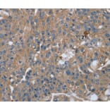Immunohistochemistry - RAB9A Antibody from Signalway Antibody (40067) - Antibodies.com