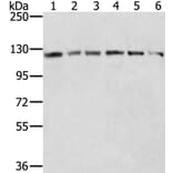 RNF20 Antibody from Signalway Antibody (40080) - Antibodies.com