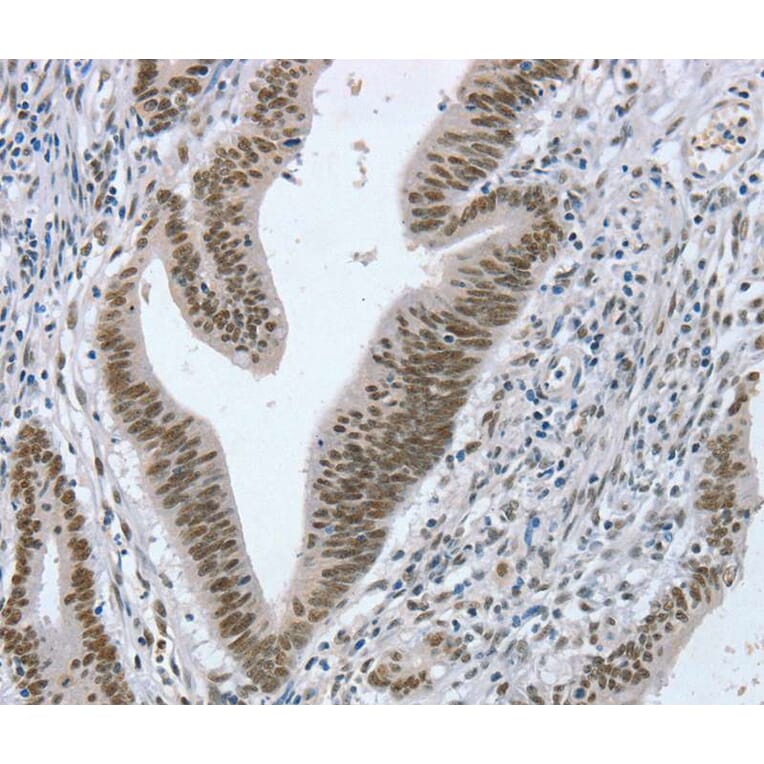 Immunohistochemistry - RNF20 Antibody from Signalway Antibody (40080) - Antibodies.com