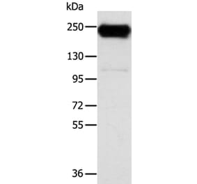 RRBP1 Antibody from Signalway Antibody (40086) - Antibodies.com