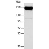 RRBP1 Antibody from Signalway Antibody (40086) - Antibodies.com