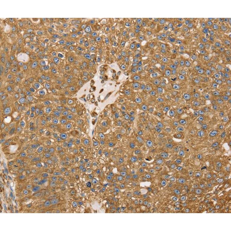 Immunohistochemistry - RRBP1 Antibody from Signalway Antibody (40086) - Antibodies.com