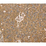 Immunohistochemistry - RRBP1 Antibody from Signalway Antibody (40086) - Antibodies.com