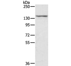 STAG2 Antibody from Signalway Antibody (40090) - Antibodies.com