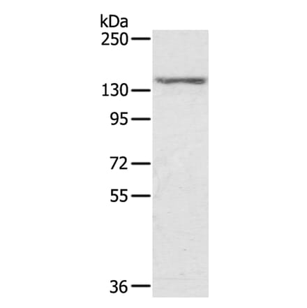 STAG2 Antibody from Signalway Antibody (40090) - Antibodies.com