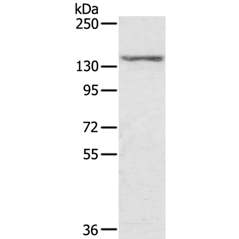 STAG2 Antibody from Signalway Antibody (40090) - Antibodies.com