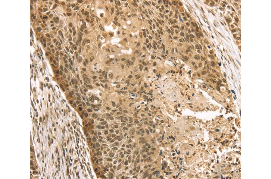 Immunohistochemistry - STAG2 Antibody from Signalway Antibody (40090) - Antibodies.com