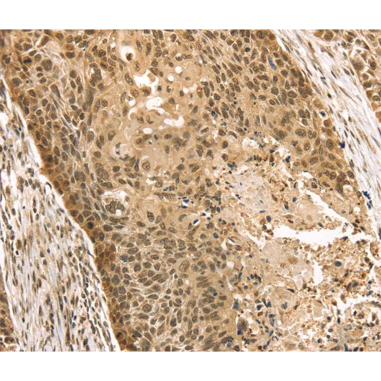 Immunohistochemistry - STAG2 Antibody from Signalway Antibody (40090) - Antibodies.com