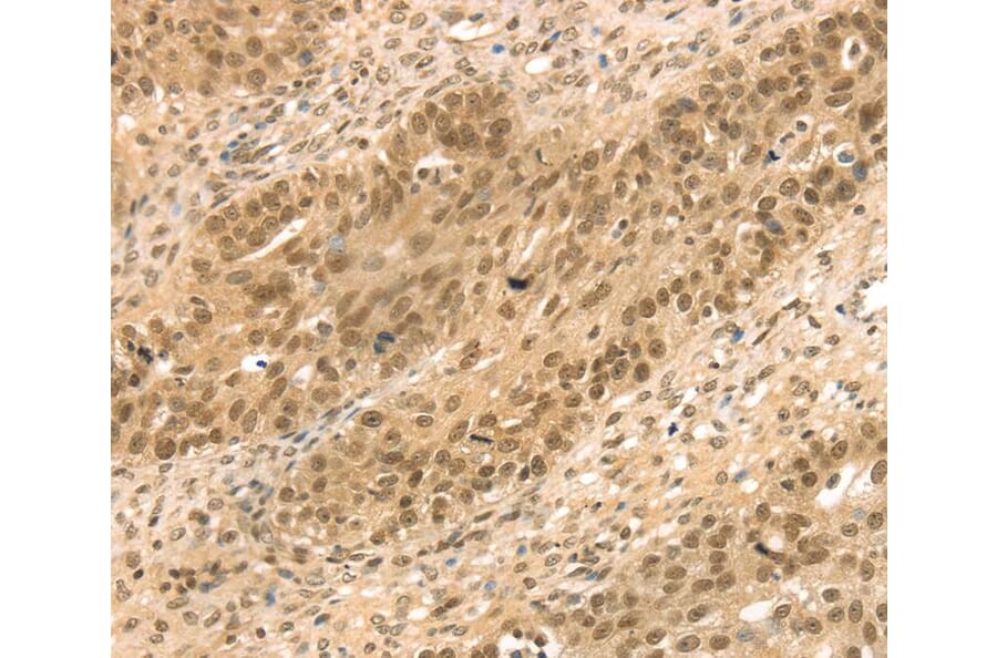Immunohistochemistry - STAG2 Antibody from Signalway Antibody (40090) - Antibodies.com