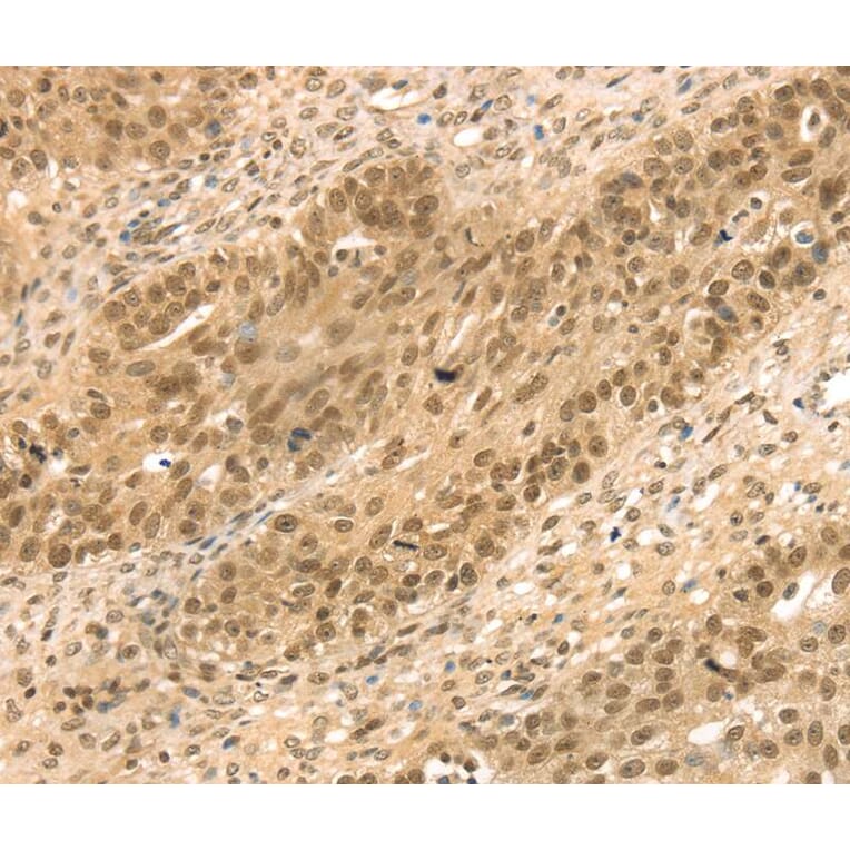 Immunohistochemistry - STAG2 Antibody from Signalway Antibody (40090) - Antibodies.com