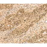 Immunohistochemistry - STAG2 Antibody from Signalway Antibody (40090) - Antibodies.com