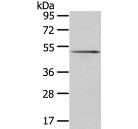 SRP54 Antibody from Signalway Antibody (40106) - Antibodies.com