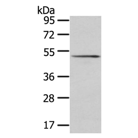 SRP54 Antibody from Signalway Antibody (40106) - Antibodies.com