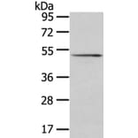 SRP54 Antibody from Signalway Antibody (40106) - Antibodies.com