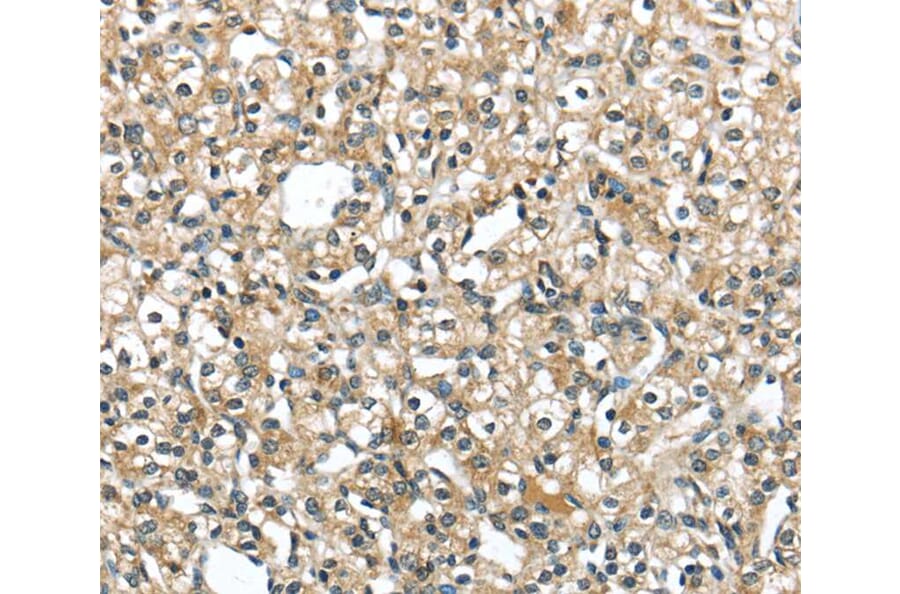 Immunohistochemistry - SRP54 Antibody from Signalway Antibody (40106) - Antibodies.com