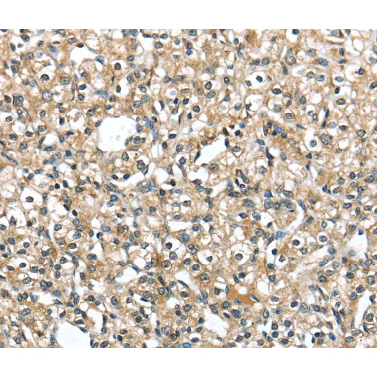 Immunohistochemistry - SRP54 Antibody from Signalway Antibody (40106) - Antibodies.com