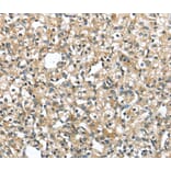 Immunohistochemistry - SRP54 Antibody from Signalway Antibody (40106) - Antibodies.com
