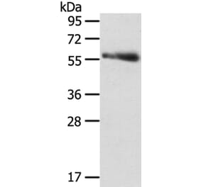 SRPK3 Antibody from Signalway Antibody (40122) - Antibodies.com