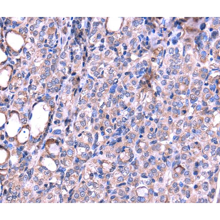 Immunohistochemistry - SRPK3 Antibody from Signalway Antibody (40122) - Antibodies.com