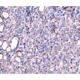 Immunohistochemistry - SRPK3 Antibody from Signalway Antibody (40122) - Antibodies.com