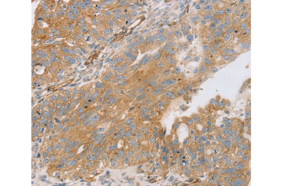 Immunohistochemistry - STX16 Antibody from Signalway Antibody (40128) - Antibodies.com