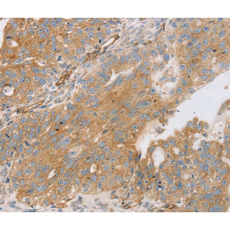 Immunohistochemistry - STX16 Antibody from Signalway Antibody (40128) - Antibodies.com