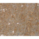 Immunohistochemistry - STX16 Antibody from Signalway Antibody (40128) - Antibodies.com