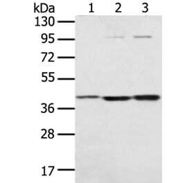 STX18 Antibody from Signalway Antibody (40129) - Antibodies.com