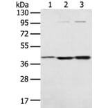 STX18 Antibody from Signalway Antibody (40129) - Antibodies.com