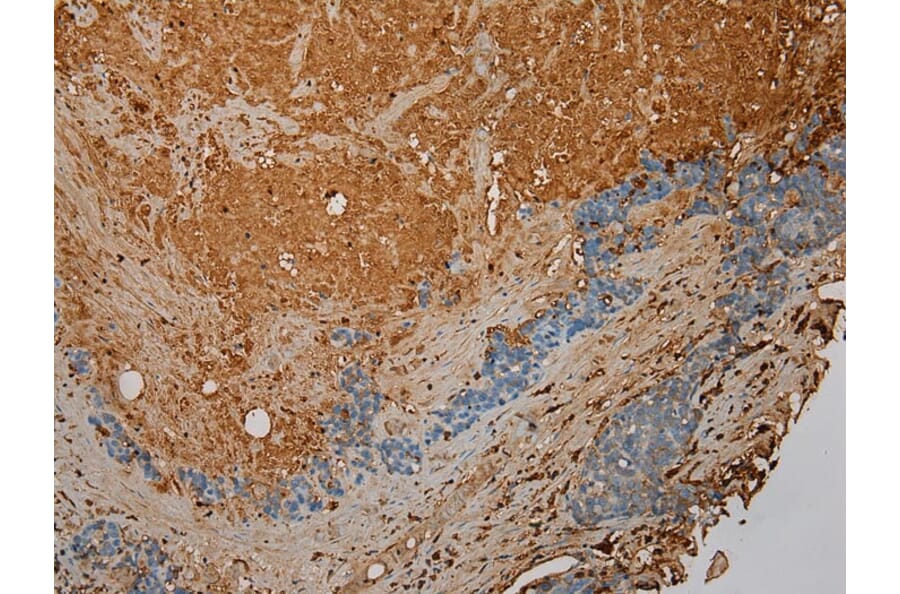 Immunohistochemistry - STX18 Antibody from Signalway Antibody (40129) - Antibodies.com