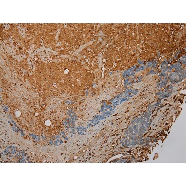 Immunohistochemistry - STX18 Antibody from Signalway Antibody (40129) - Antibodies.com