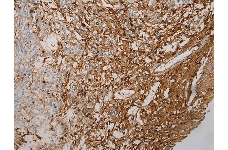 Immunohistochemistry - STX18 Antibody from Signalway Antibody (40129) - Antibodies.com