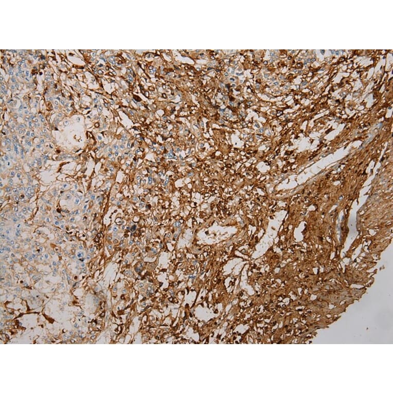 Immunohistochemistry - STX18 Antibody from Signalway Antibody (40129) - Antibodies.com