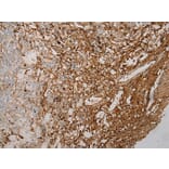 Immunohistochemistry - STX18 Antibody from Signalway Antibody (40129) - Antibodies.com