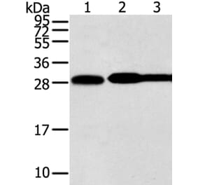 STX10 Antibody from Signalway Antibody (40131) - Antibodies.com