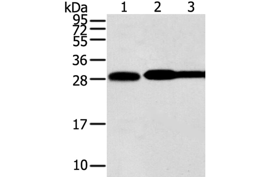 STX10 Antibody from Signalway Antibody (40131) - Antibodies.com