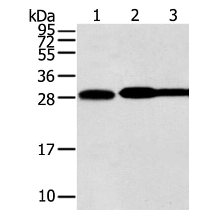 STX10 Antibody from Signalway Antibody (40131) - Antibodies.com