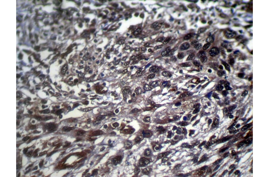 Immunohistochemistry - STX10 Antibody from Signalway Antibody (40131) - Antibodies.com