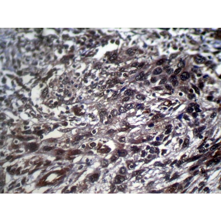 Immunohistochemistry - STX10 Antibody from Signalway Antibody (40131) - Antibodies.com
