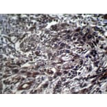 Immunohistochemistry - STX10 Antibody from Signalway Antibody (40131) - Antibodies.com