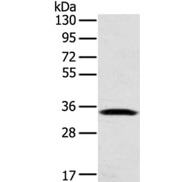 STX11 Antibody from Signalway Antibody (40132) - Antibodies.com