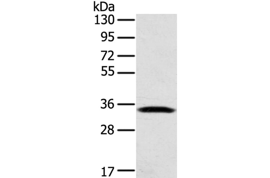 STX11 Antibody from Signalway Antibody (40132) - Antibodies.com