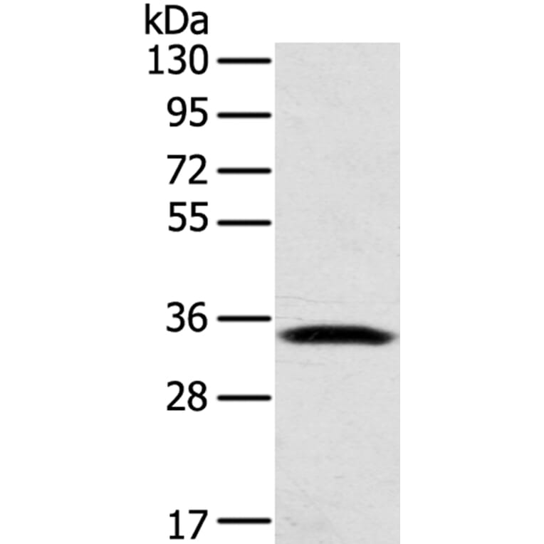 STX11 Antibody from Signalway Antibody (40132) - Antibodies.com