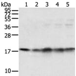 TAF11 Antibody from Signalway Antibody (40133) - Antibodies.com