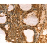 Immunohistochemistry - TAF11 Antibody from Signalway Antibody (40133) - Antibodies.com