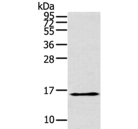 THRSP Antibody from Signalway Antibody (40146) - Antibodies.com