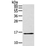 THRSP Antibody from Signalway Antibody (40146) - Antibodies.com
